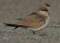 [Small Pratincole]