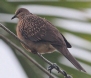 [Spotted Dove]
