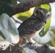 [Spotted Owlet]