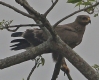 [Steppe Eagle]