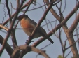 [Spot-winged Starling]