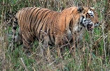 [Bengal Tiger]