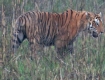 [Bengal Tiger]