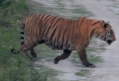 [Bengal Tiger]