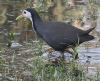 [White-breasted Waterhen]
