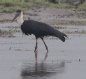 [Wooly-necked Stork]