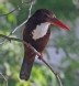 [White-throated Kingfisher]