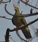 [Wedge-tailed Pigeon]