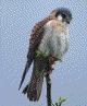 [American Kestrel]