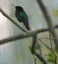 [Black-billed Streamertail]