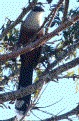 [Chestnut-bellied Cuckoo]