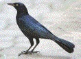 [Greater Antillean Grackle]