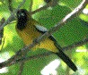 [Jamaican Oriole]