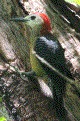 [Jamaican Woodpecker]