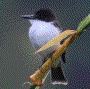 [Loggerhead Kingbird]