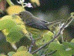 [Prairie Warbler]