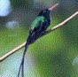 [Red-billed Streamertail]