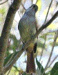 [Rufous-tailed Flycatcher]