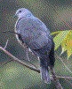 [Ring-tailed Pigeon]