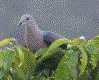 [Ring-tailed Pigeon]