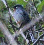 [Rufous-throated Solitaire]