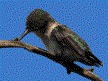 [Vervain Hummingbird]