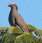 [White-crowned Pigeon]