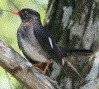 [White-chinned Thrush]