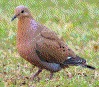 [Zenaida Dove]