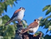 [American Kestral]