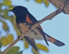 [American Redstart]