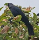 [Antillean Grackle]