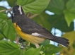 [Bananaquit]