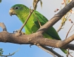 [Black-billed Parrot]