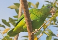 [Black-billed Parrot]