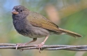 [Black-faced Grassquit]