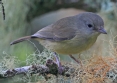 [Blue Mountain Vireo]