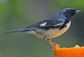 [Black-throated Blue Warbler]