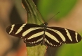 [Tiger Longwing]