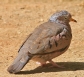 [Common Ground-Dove]