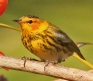 [Cape May Warbler]