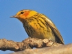 [Cape May Warbler]