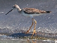 [Greater Yellowlegs]