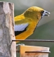 [Jamaican Oriole]