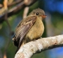 [Jamaican Pewee]