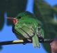 [Jamaican Tody]