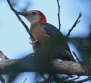 [Jamaican Woodpecker]