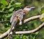 [Jamaican Lizard Cuckoo]