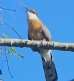 [Jamaican Lizard Cuckoo]