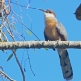 [Jamaican Lizard Cuckoo]